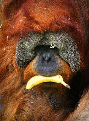 svchimp_narrowweb__300x4060