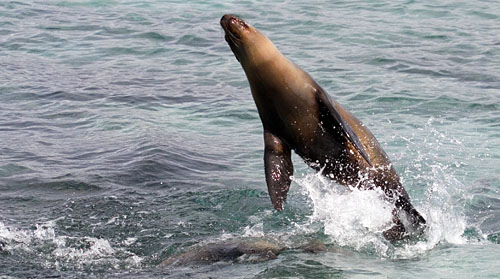 483083728_32b1e9a7c0