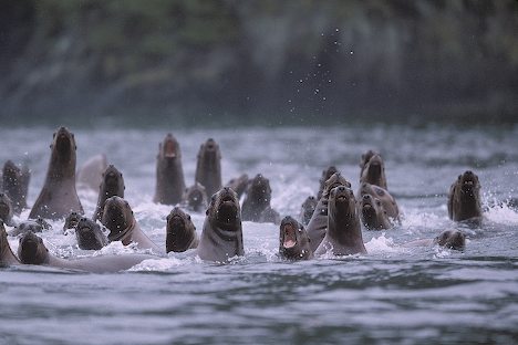 Group of Barking Sea Lions