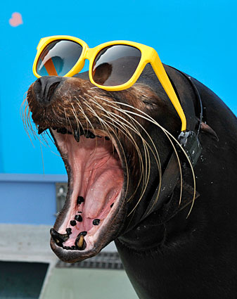sea-lion