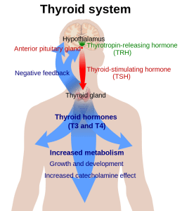 800px-Thyroid_system.svg